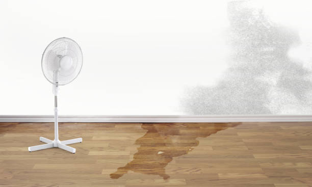 Best Water damage contractors near me  in Ann Arbor, MI